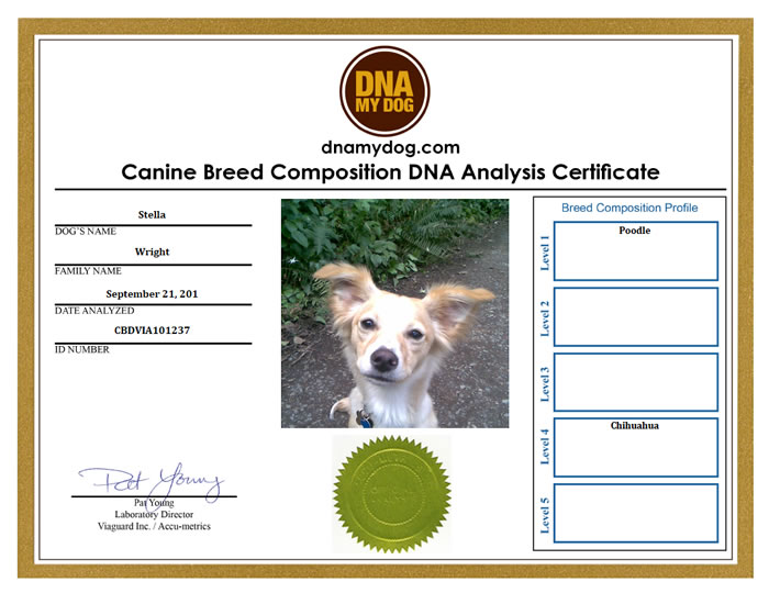 Test ADN pour chien : principe, intérêts et fonctionnement